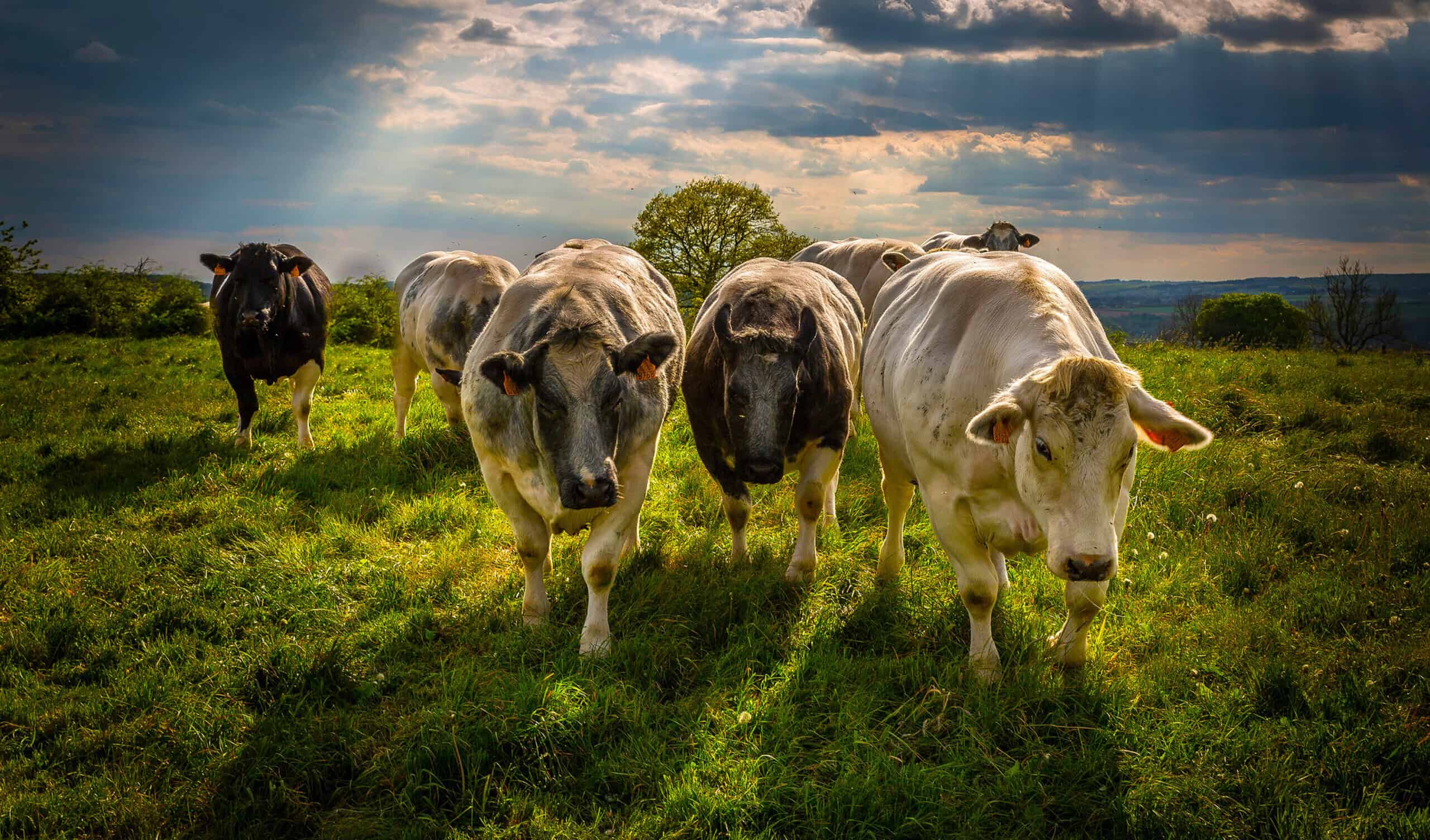 Diary cows grazing in a lush green field, friesian holstein milking cows